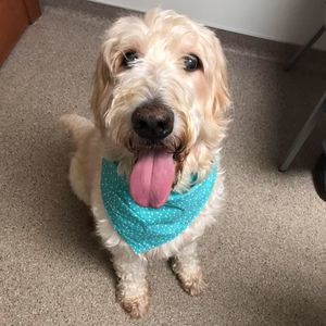 Meet your Posher, Brody